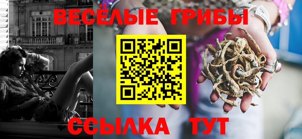 Галлюциногенные грибы Psilocybe Буйнакск